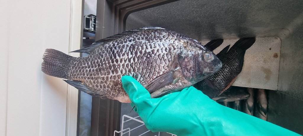Fresh Tilapia