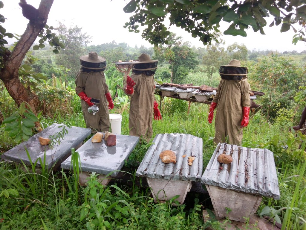 Professional Bee Keeping